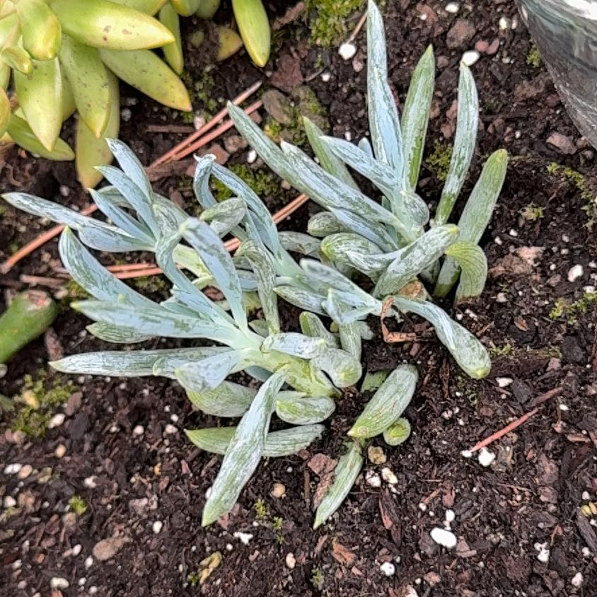 Photo of the plant species Jersey Cudweed by @LilRebel named Queen Weed on Greg, the plant care app