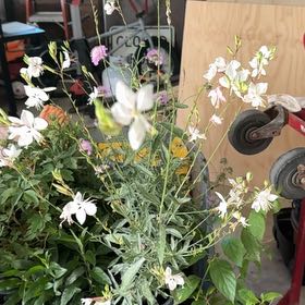 Photo of the plant species Lindheimer's Beeblossom by @MatchlessBasil named Bigleef Smalls on Greg, the plant care app