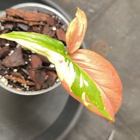 Photo of the plant species Syngonium by @Heatherat named Gomez on Greg, the plant care app