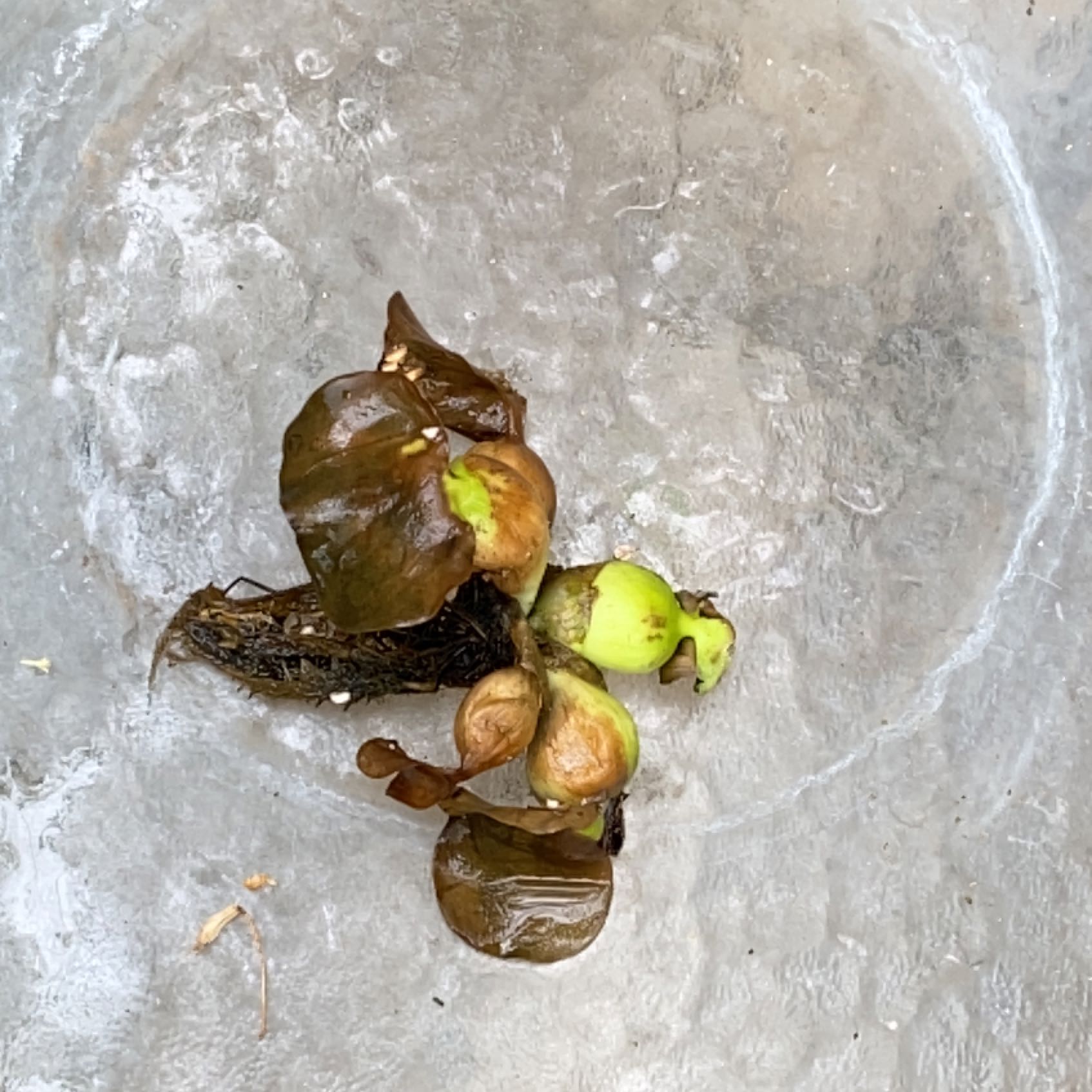 Surinam Cherry plant with brown and wilted leaves and green and brown fruits.