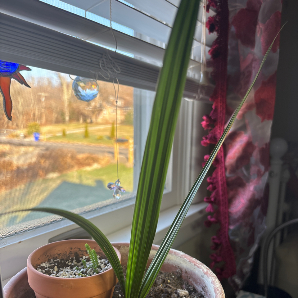 Young Date Palm plant in a pot near a window with visible soil.
