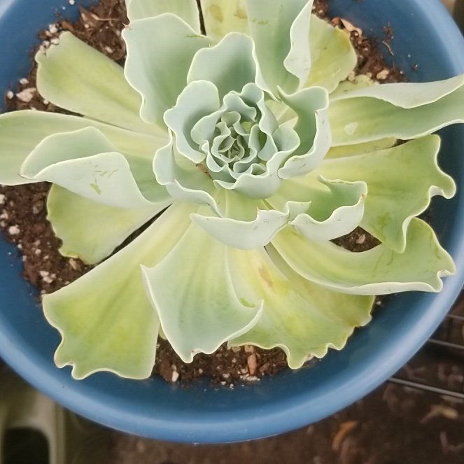 Photo of the plant species Curly Locks by @WormShkrimp named Planty on Greg, the plant care app