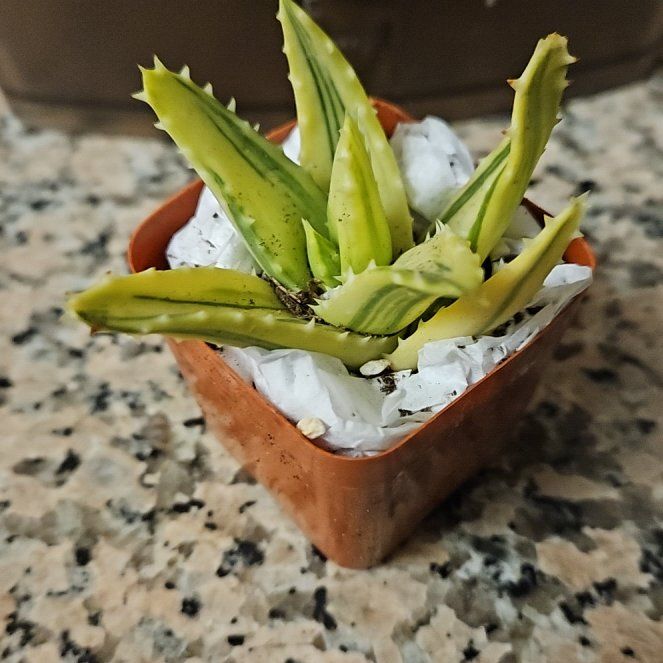 Photo of the plant species Variegated Aloe Nobilis by @AstuteDogrose named Nemo on Greg, the plant care app