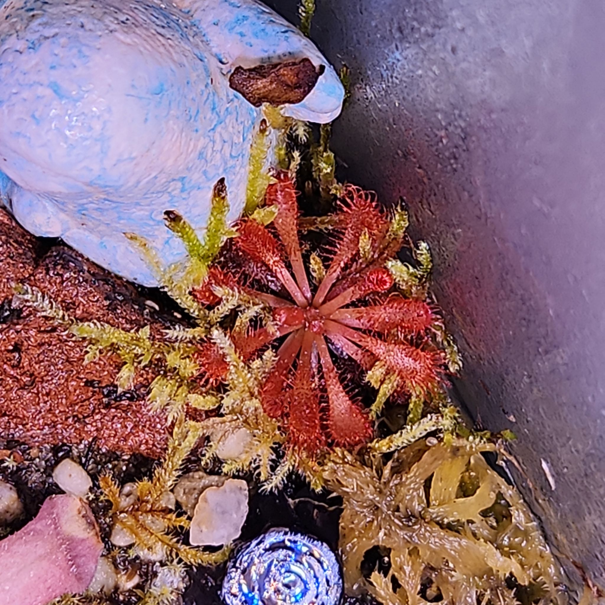 Photo of the plant species Tropical Sundew by @shopofhorrors named Carnivorous Ophila on Greg, the plant care app