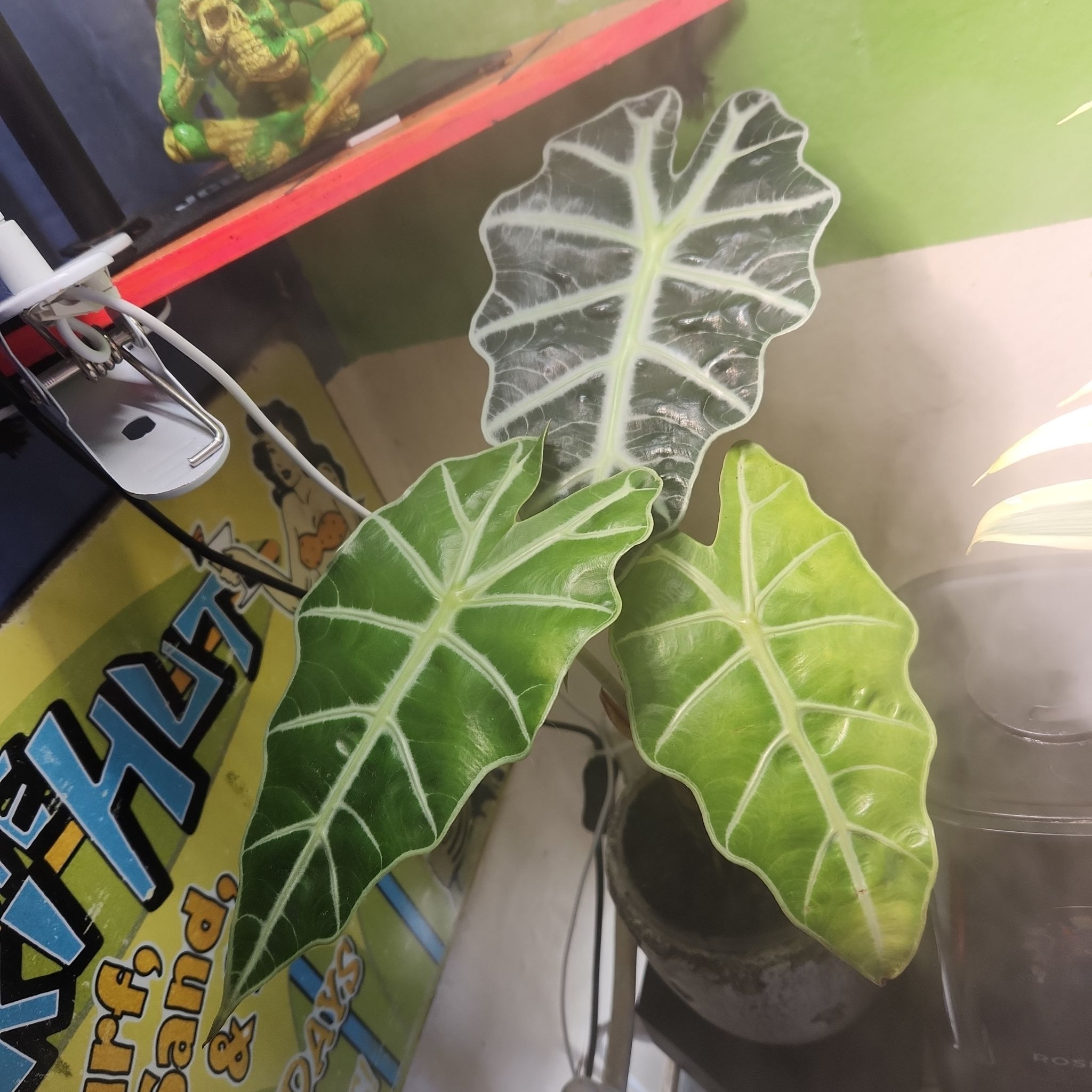 Hydro Alocasia Polly