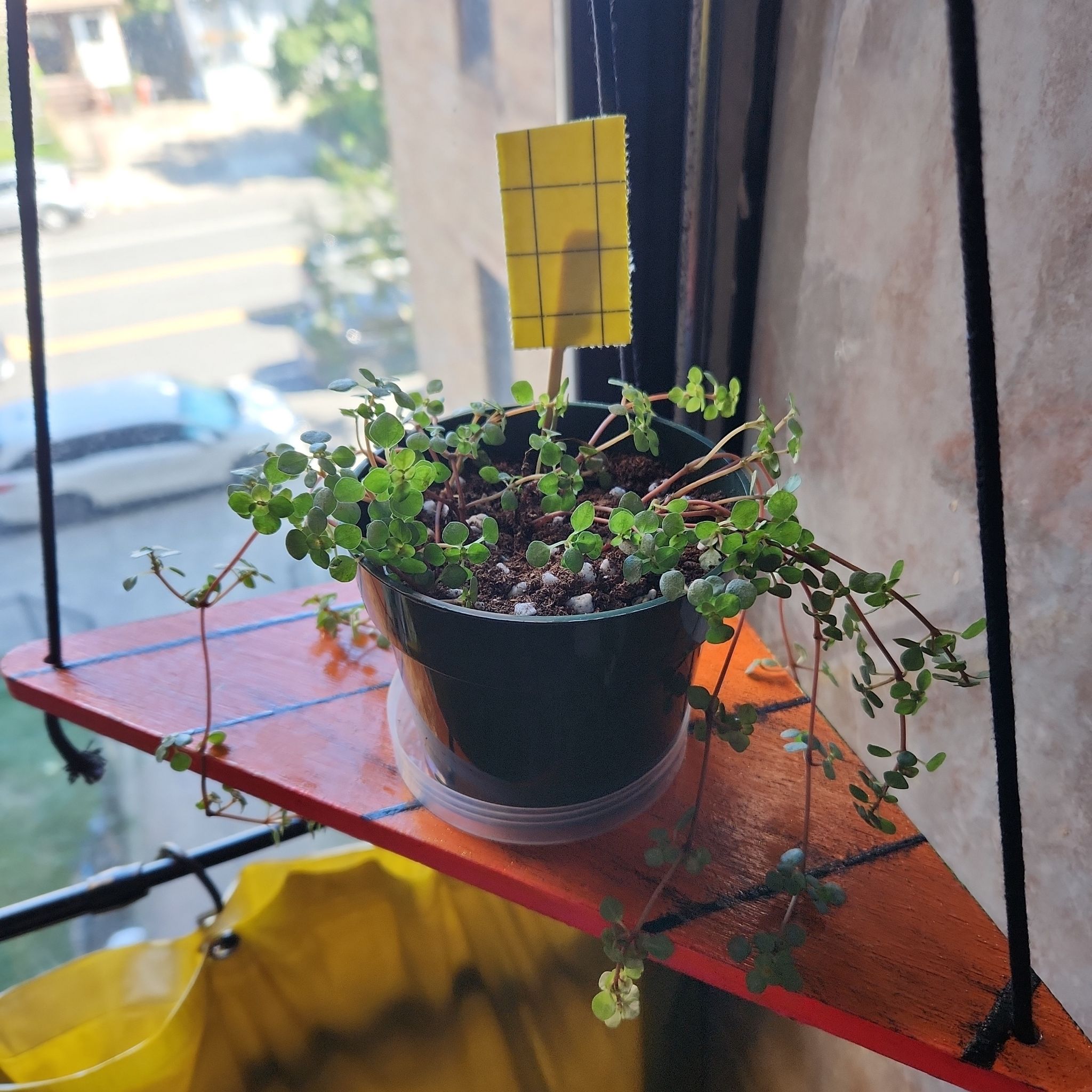Pilea 'Silver Sparkle' plant in a small pot on a shelf near a window.