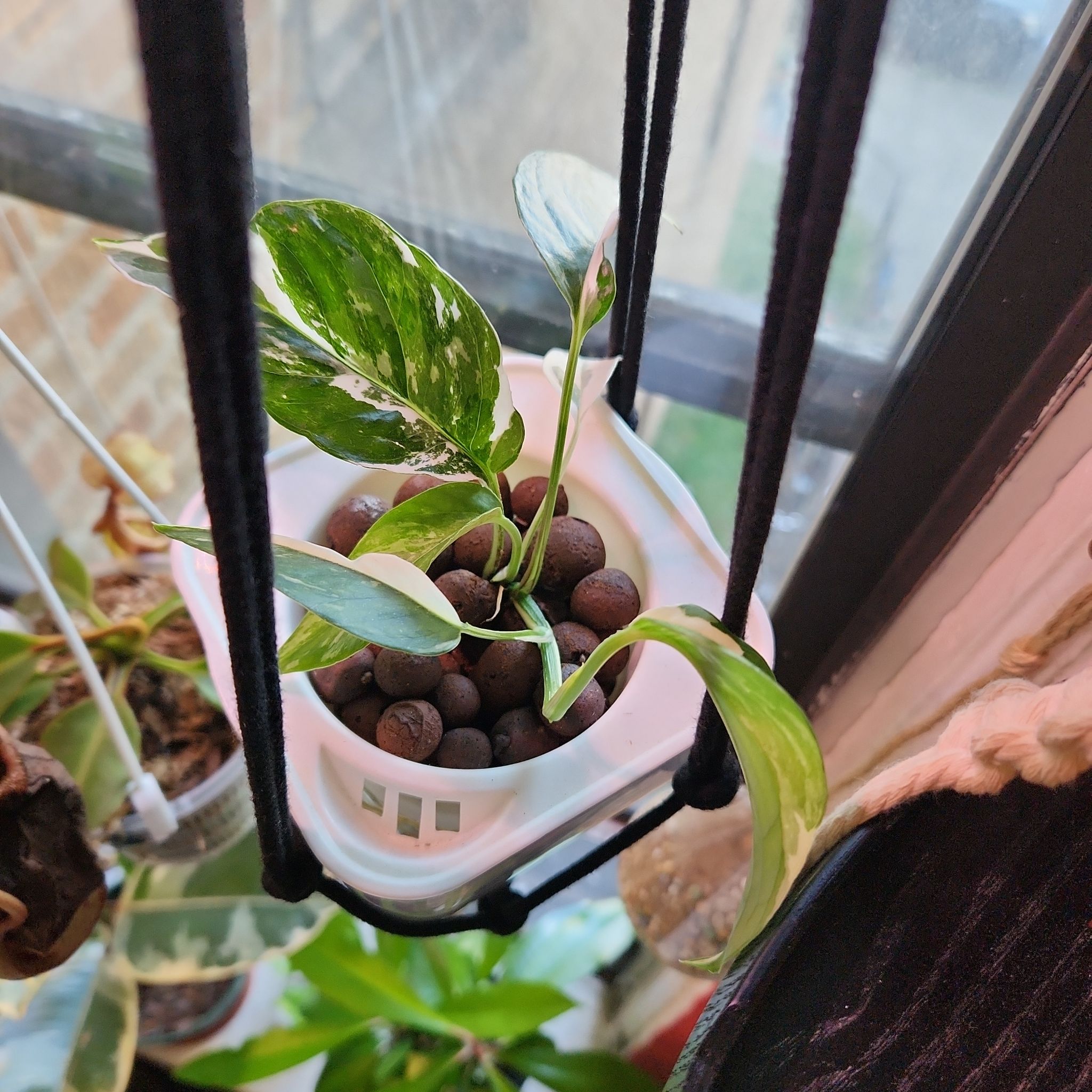 Variegated Epipremnum pinnatum plant in a hanging pot with clay pebbles.