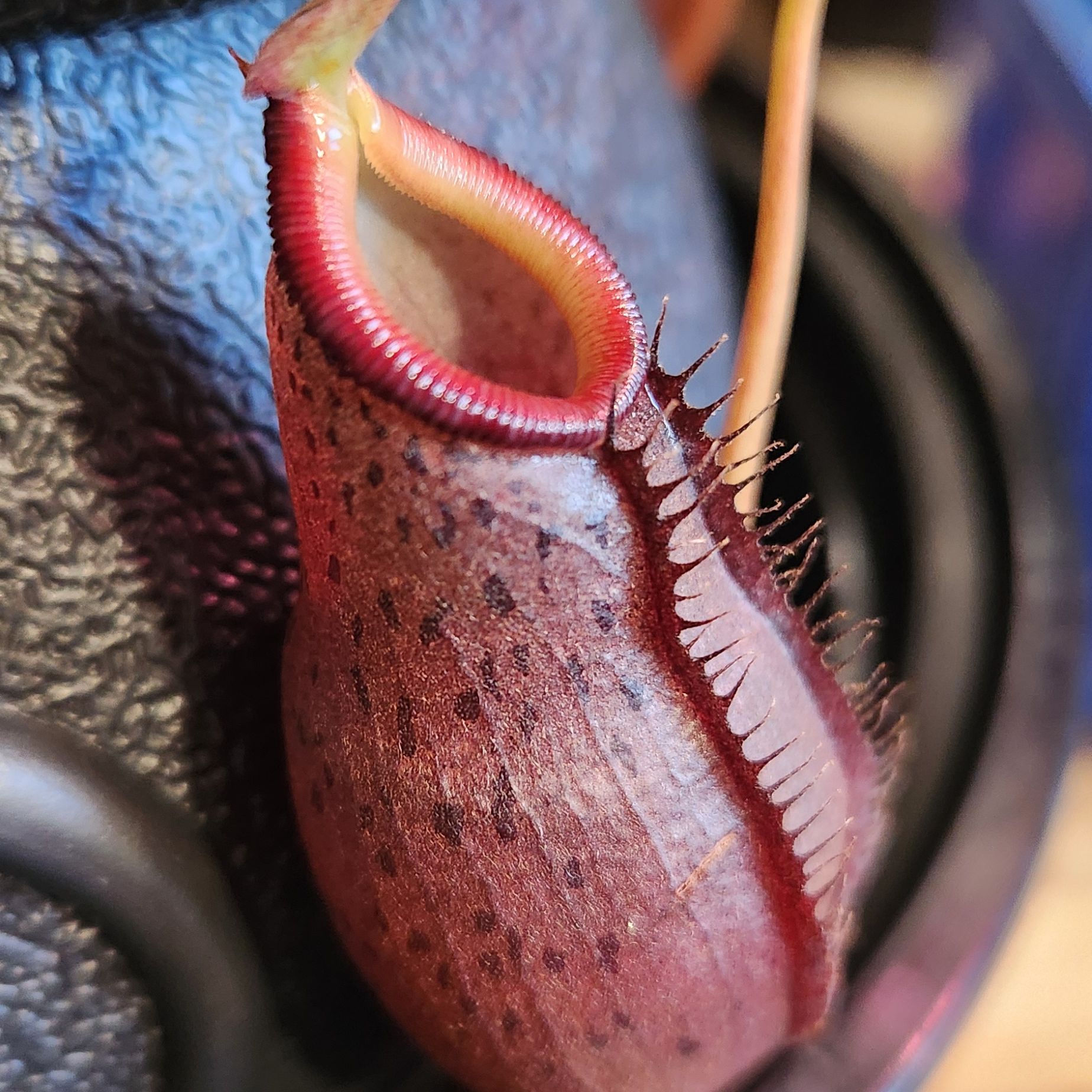 Photo of the plant species Nepenthes burkei by @shopofhorrors named Nepenthes Ketill on Greg, the plant care app