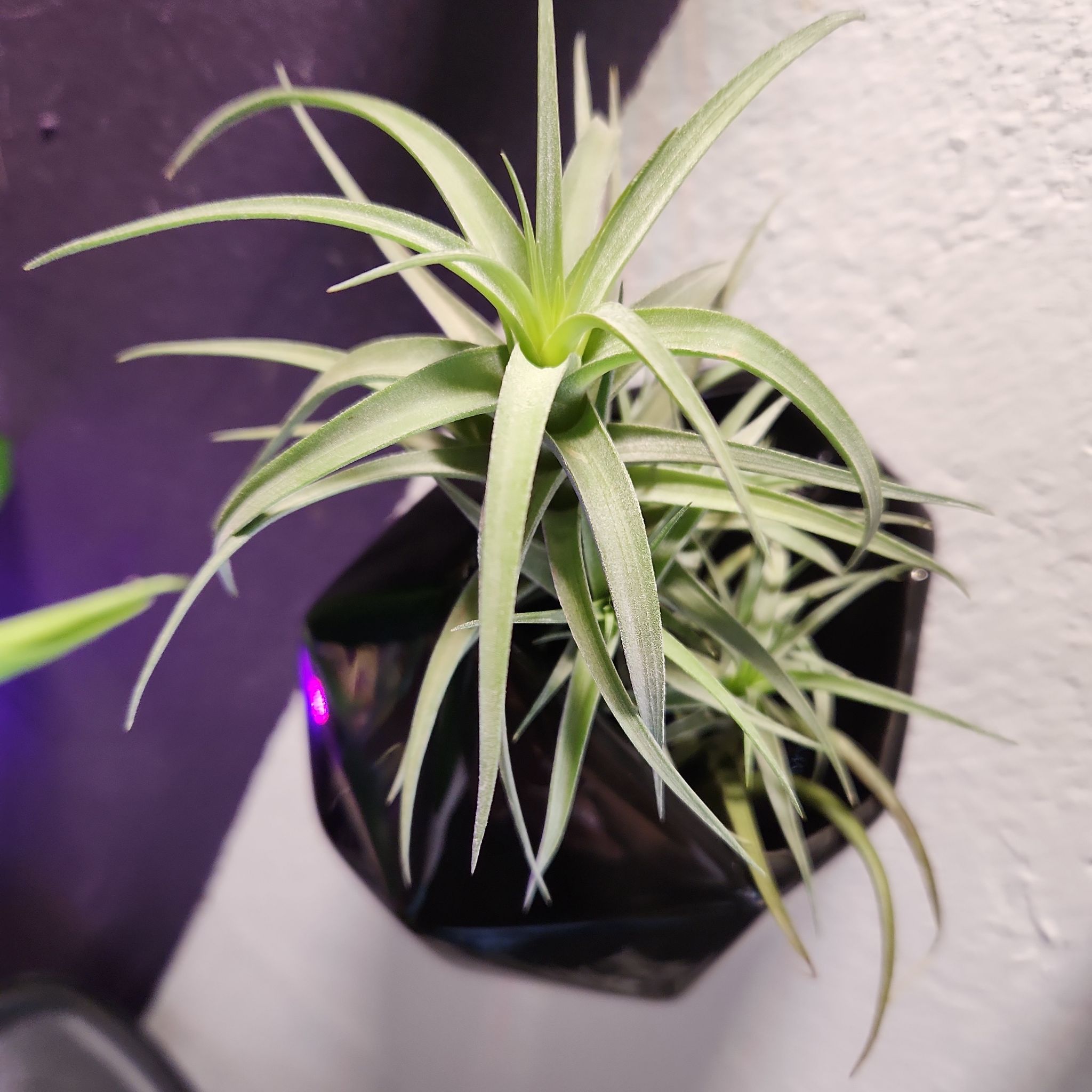 Photo of the plant species Tillandsia Bergeri by @shopofhorrors named Airplant Link on Greg, the plant care app