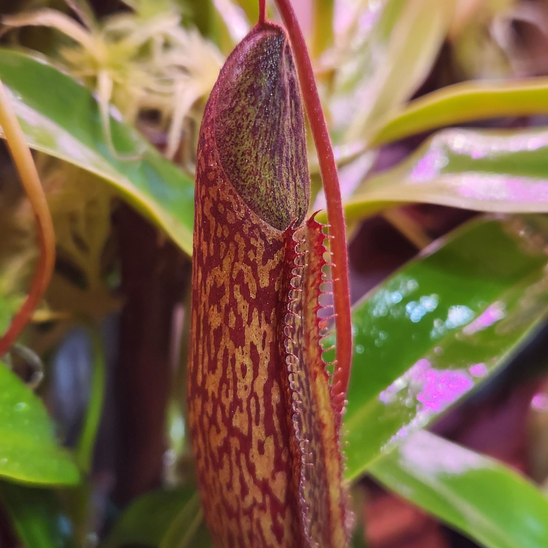 Photo of the plant species Nepenthes spectabilis 'Giant' by @shopofhorrors named Nepenthes Kalu (ramispina x spectabillis) on Greg, the plant care app