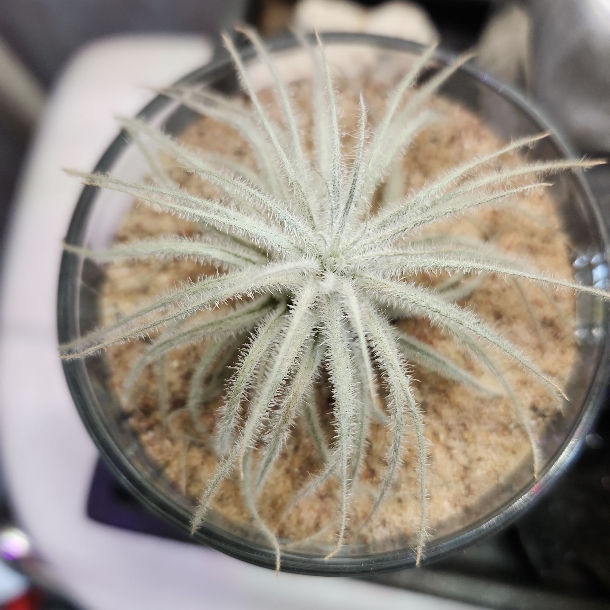 Fuzzy Snowball plant in a pot with sandy soil, healthy appearance.
