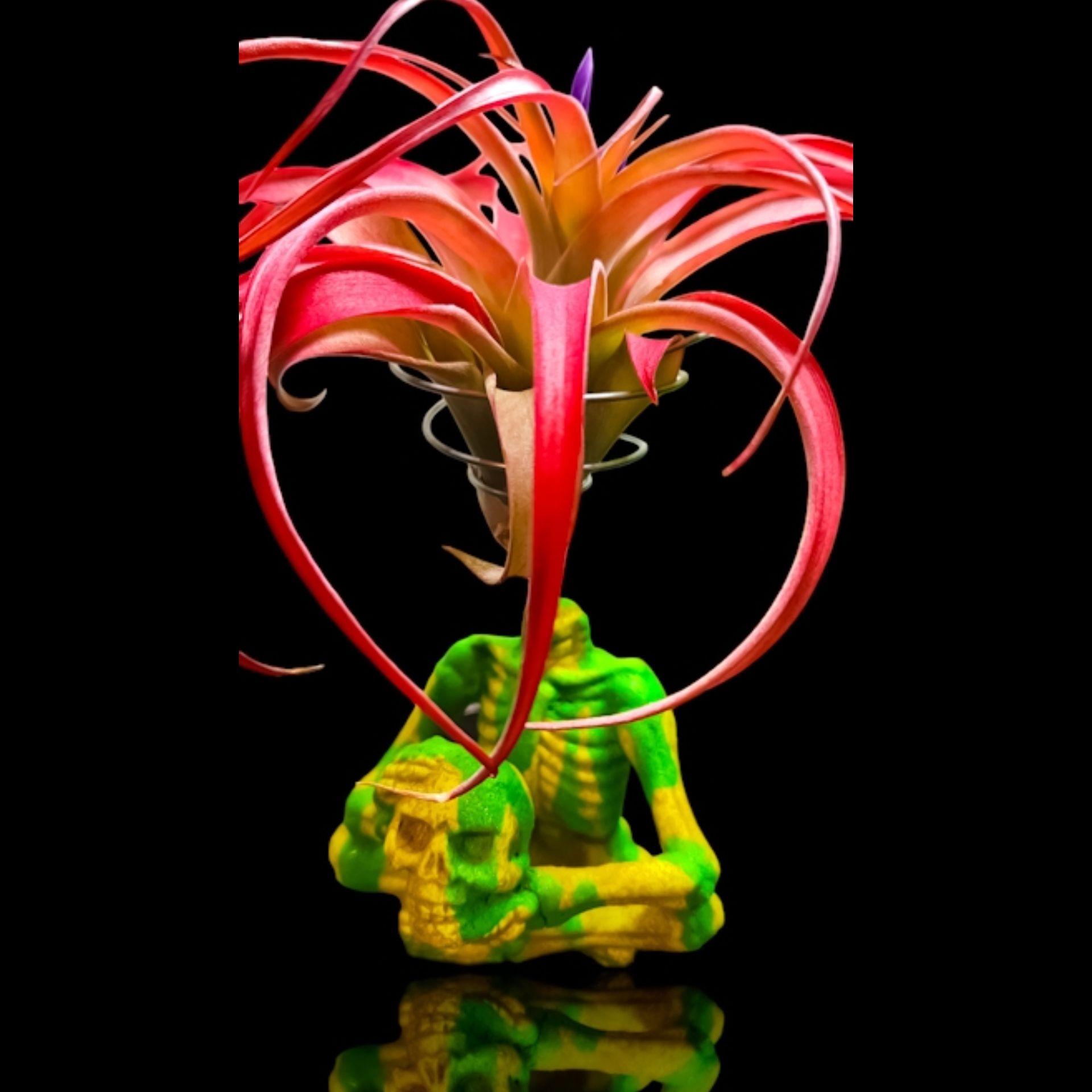 Photo of the plant species Abdita by @shopofhorrors named Airplant Agatha on Greg, the plant care app