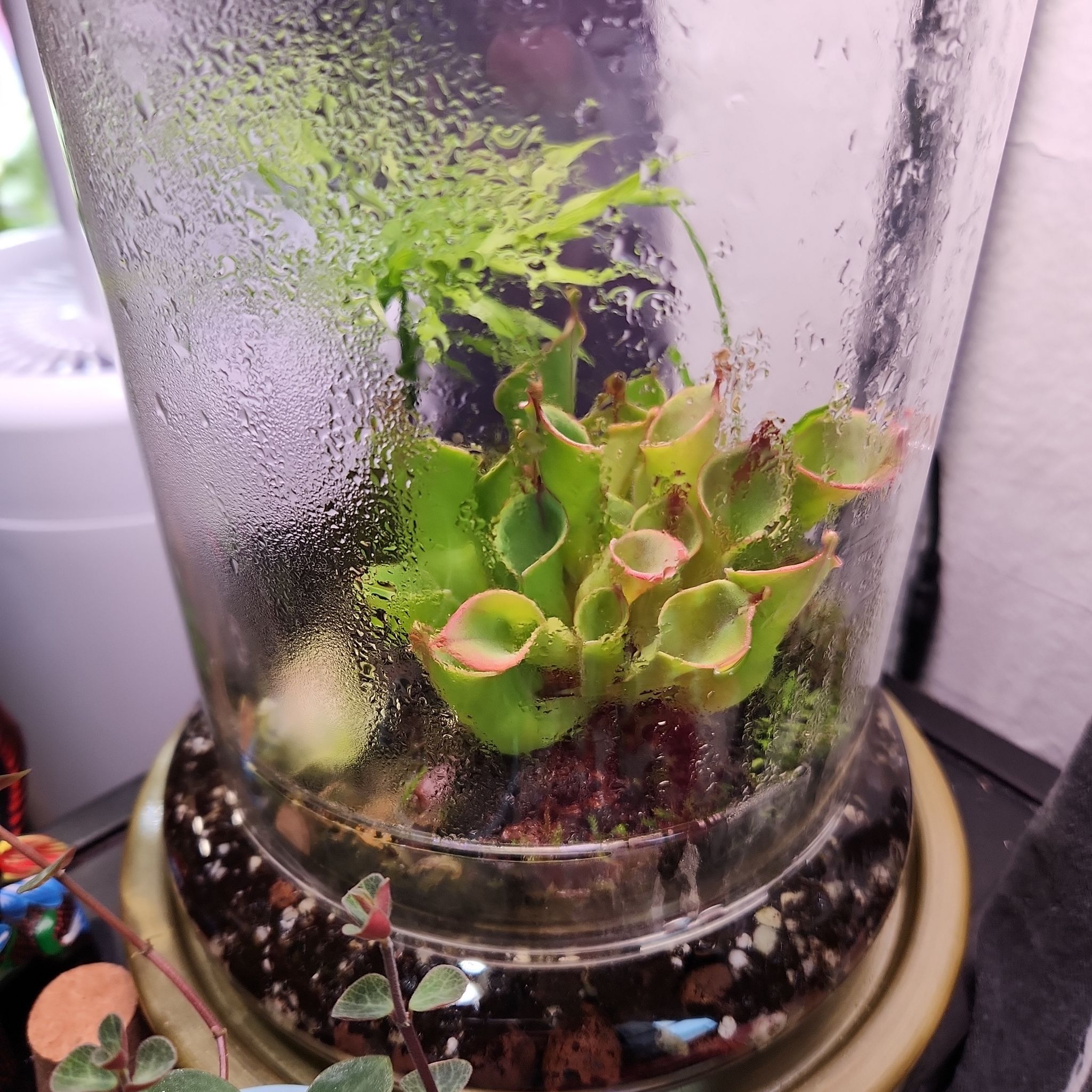 Photo of the plant species Sun Pitcher Plant by @shopofhorrors named Carnivorous Cherry on Greg, the plant care app