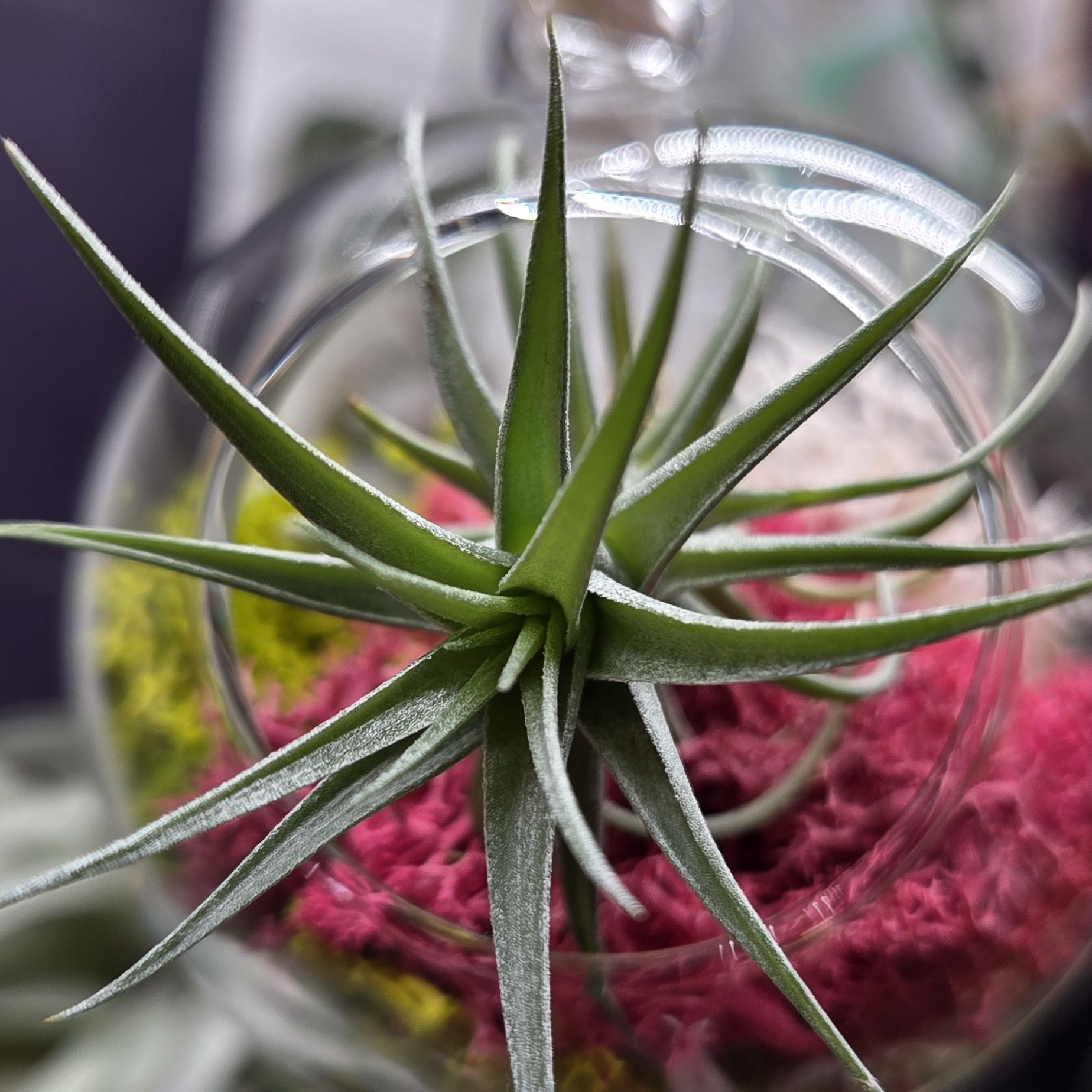 Photo of the plant species Tillandsia Bergeri by @shopofhorrors named Airplant Korok on Greg, the plant care app