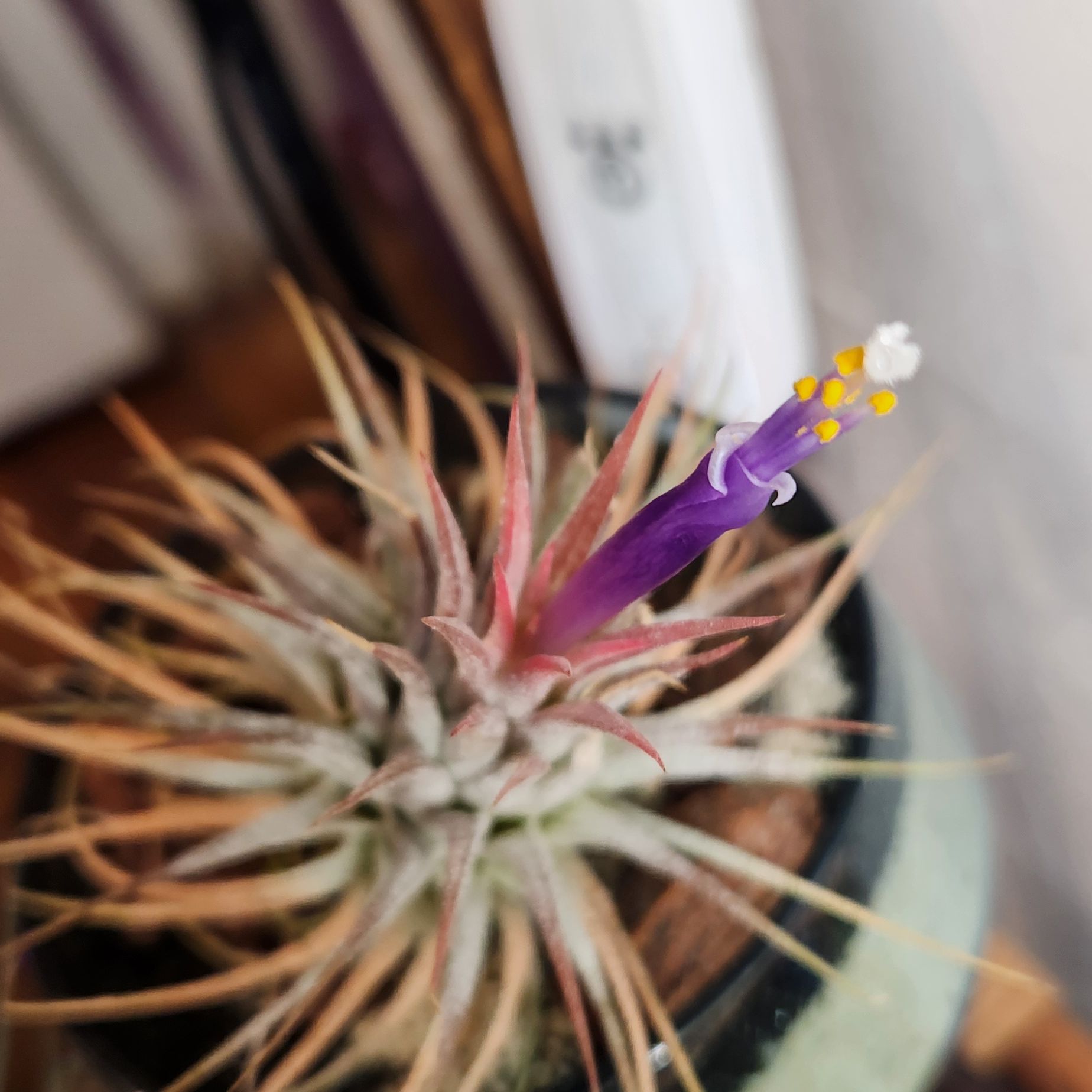 Photo of the plant species Ionantha Rubra by @shopofhorrors named Airplant Sunset Orange on Greg, the plant care app