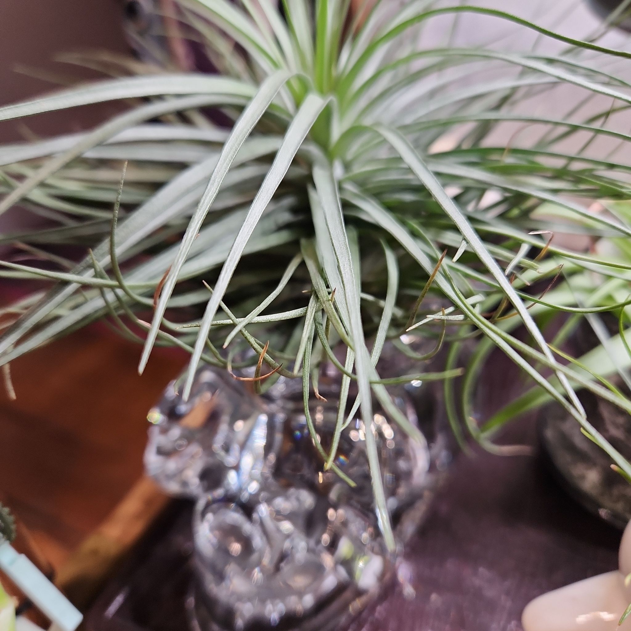 Photo of the plant species Tillandsia stricta by @shopofhorrors named Airplant Vampira on Greg, the plant care app