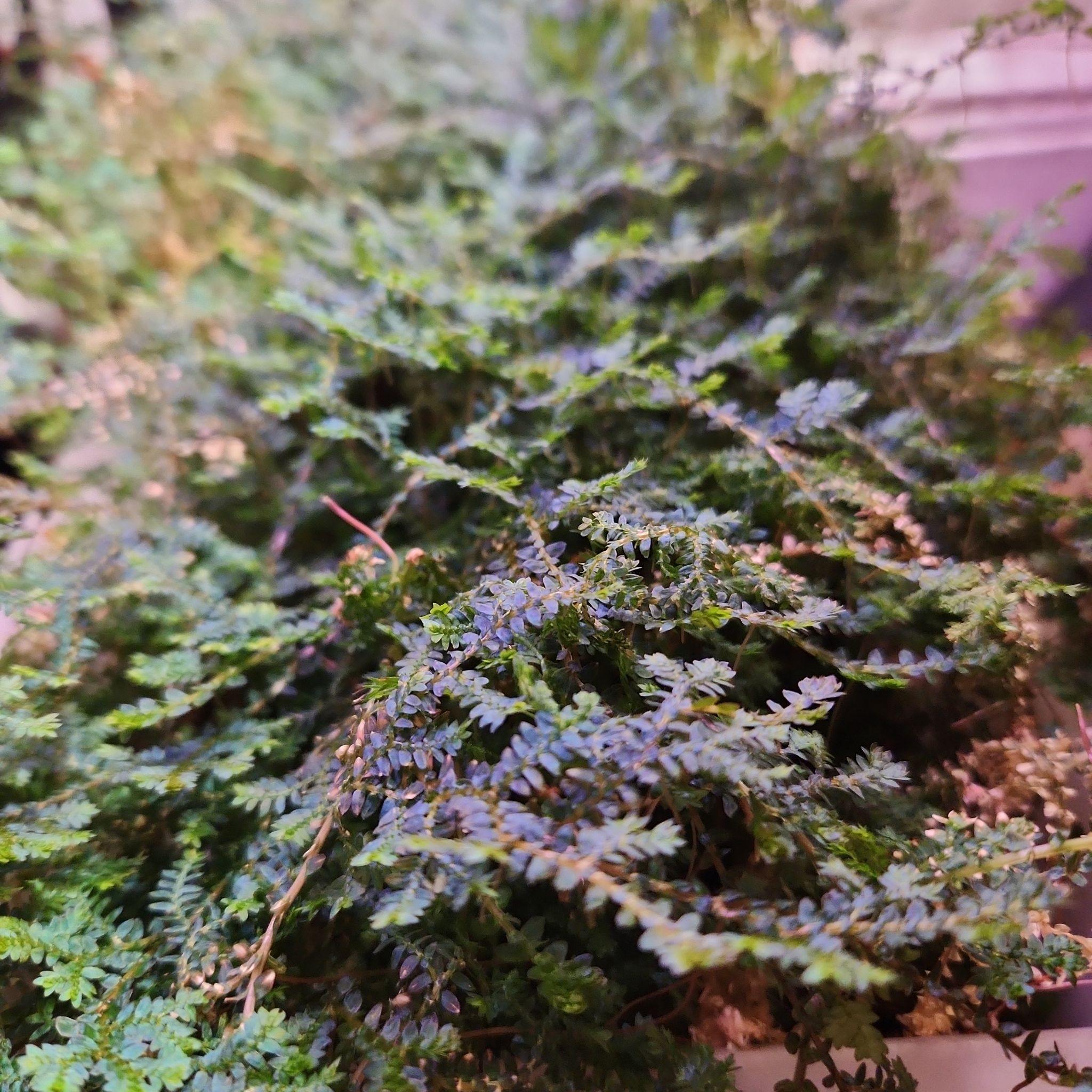 Photo of the plant species False Bracken by @shopofhorrors named Fern Starlite on Greg, the plant care app
