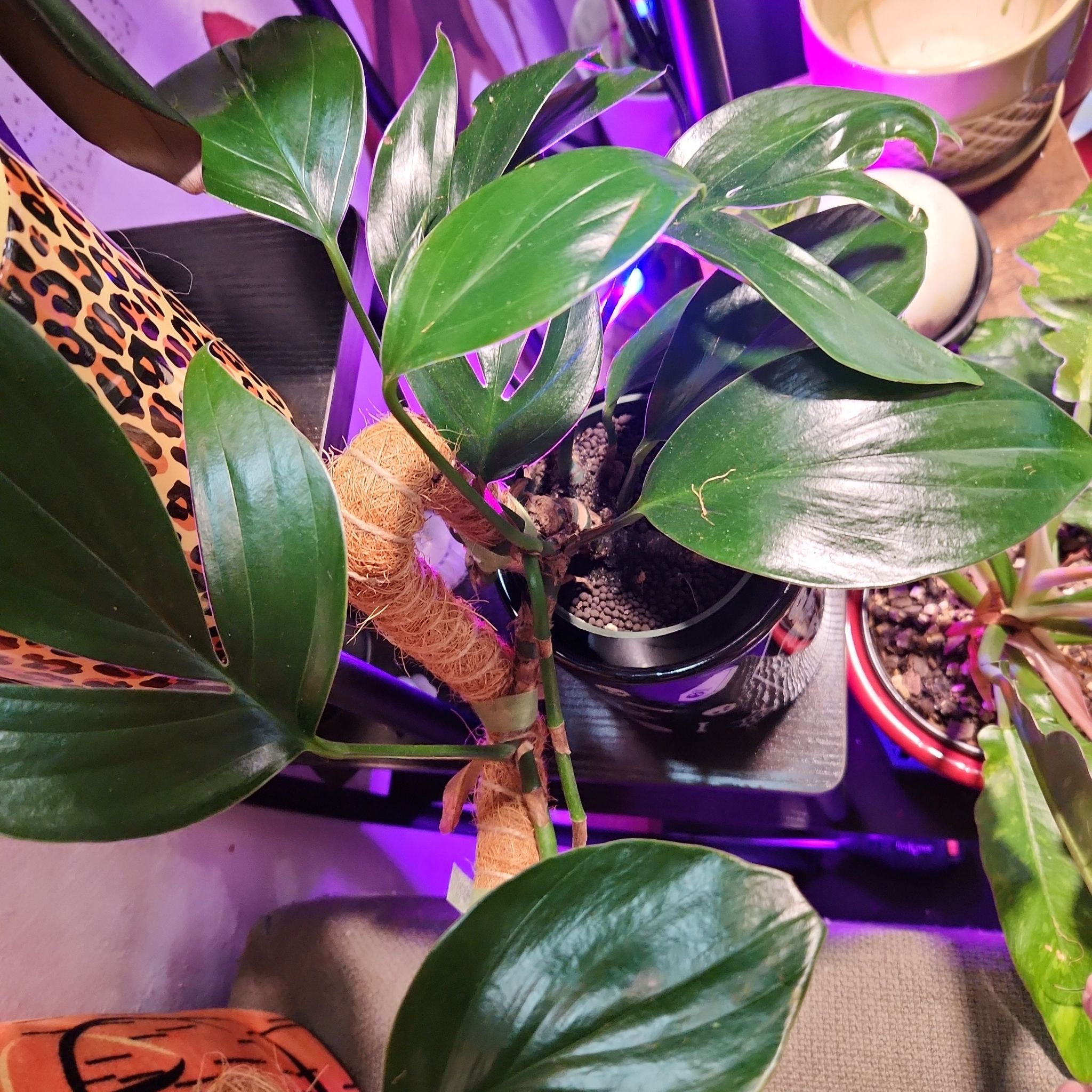 Epipremnum pinnatum Dragon