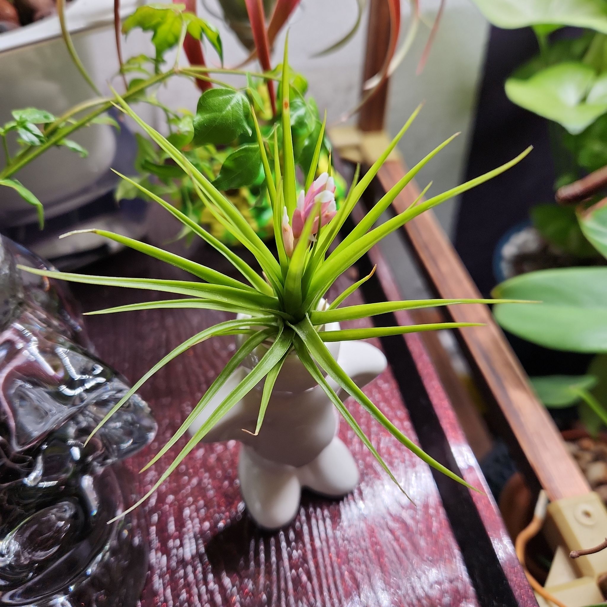 Photo of the plant species Tillandsia 'Emerald Forest' by @shopofhorrors named Airplant Montana on Greg, the plant care app