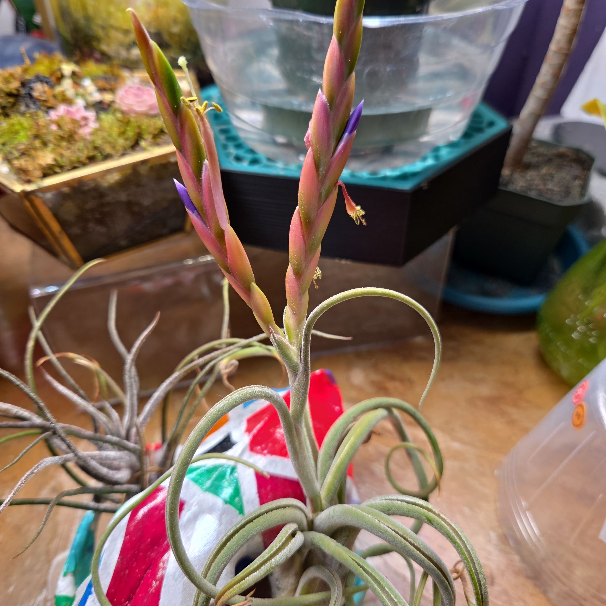 Photo of the plant species Seleriana Air Plant by @shopofhorrors named Airplant Claws on Greg, the plant care app