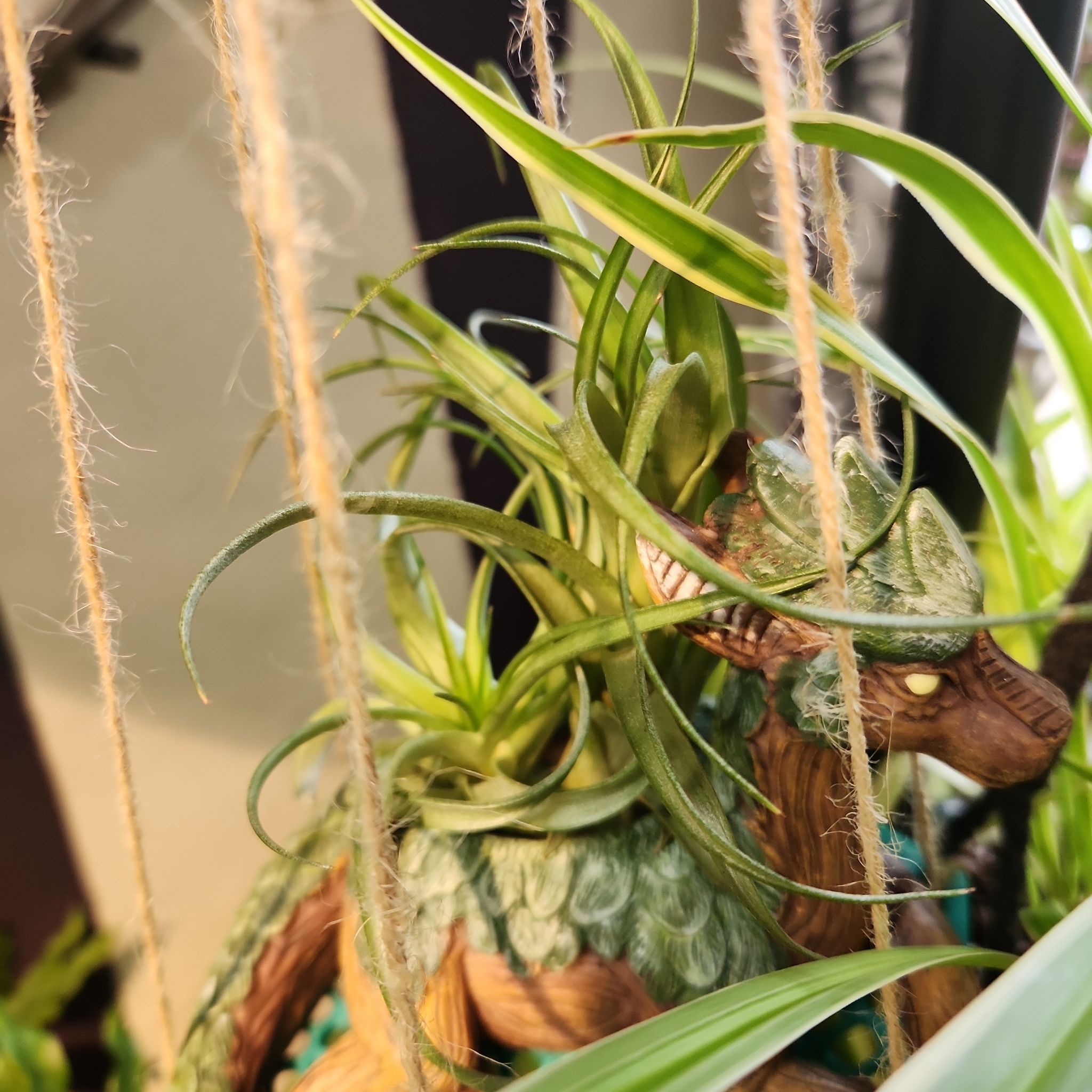 Photo of the plant species Twisted Air Plant by @shopofhorrors named Airplant Ursula on Greg, the plant care app