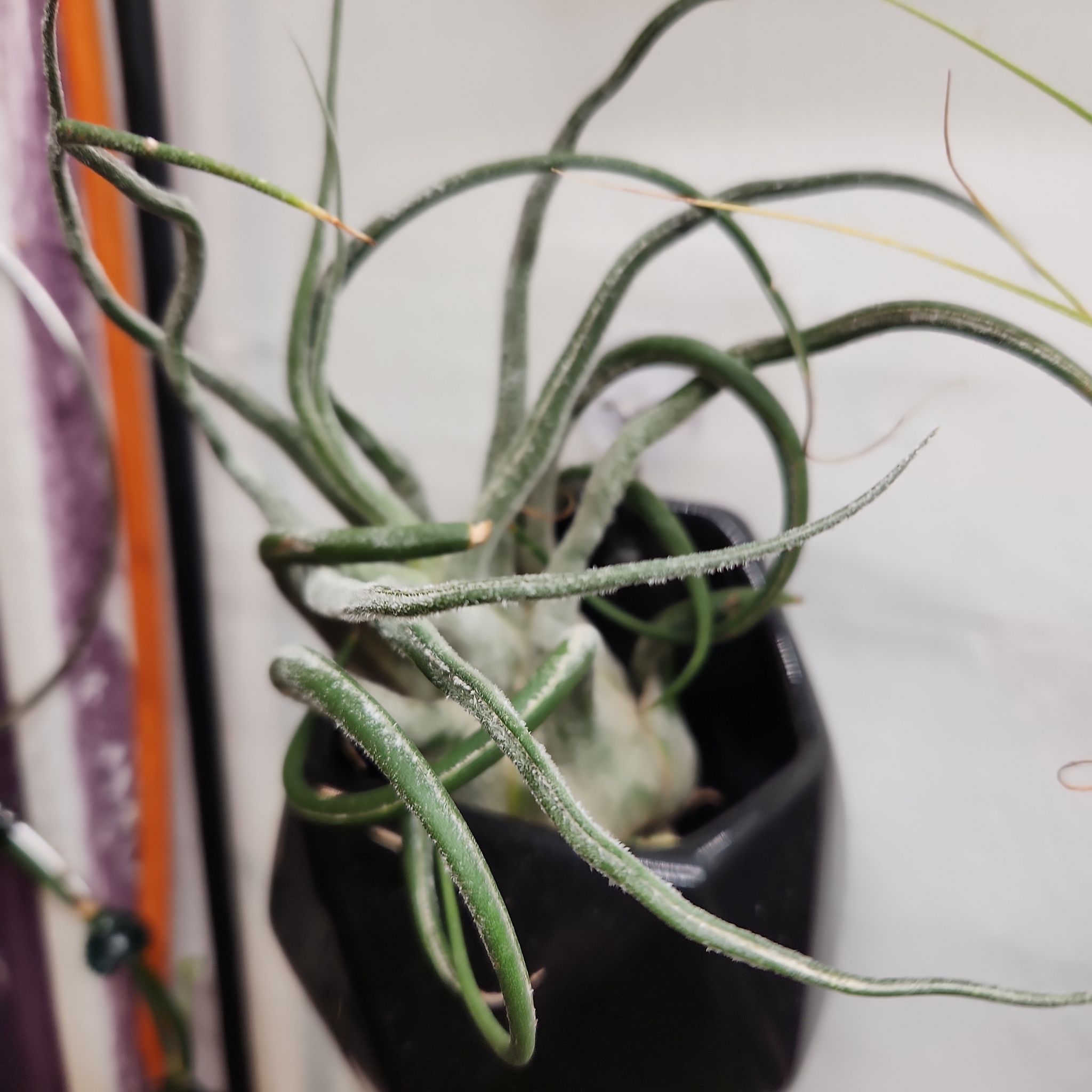 Photo of the plant species Seleriana Air Plant by @shopofhorrors named Airplant Cepheus on Greg, the plant care app