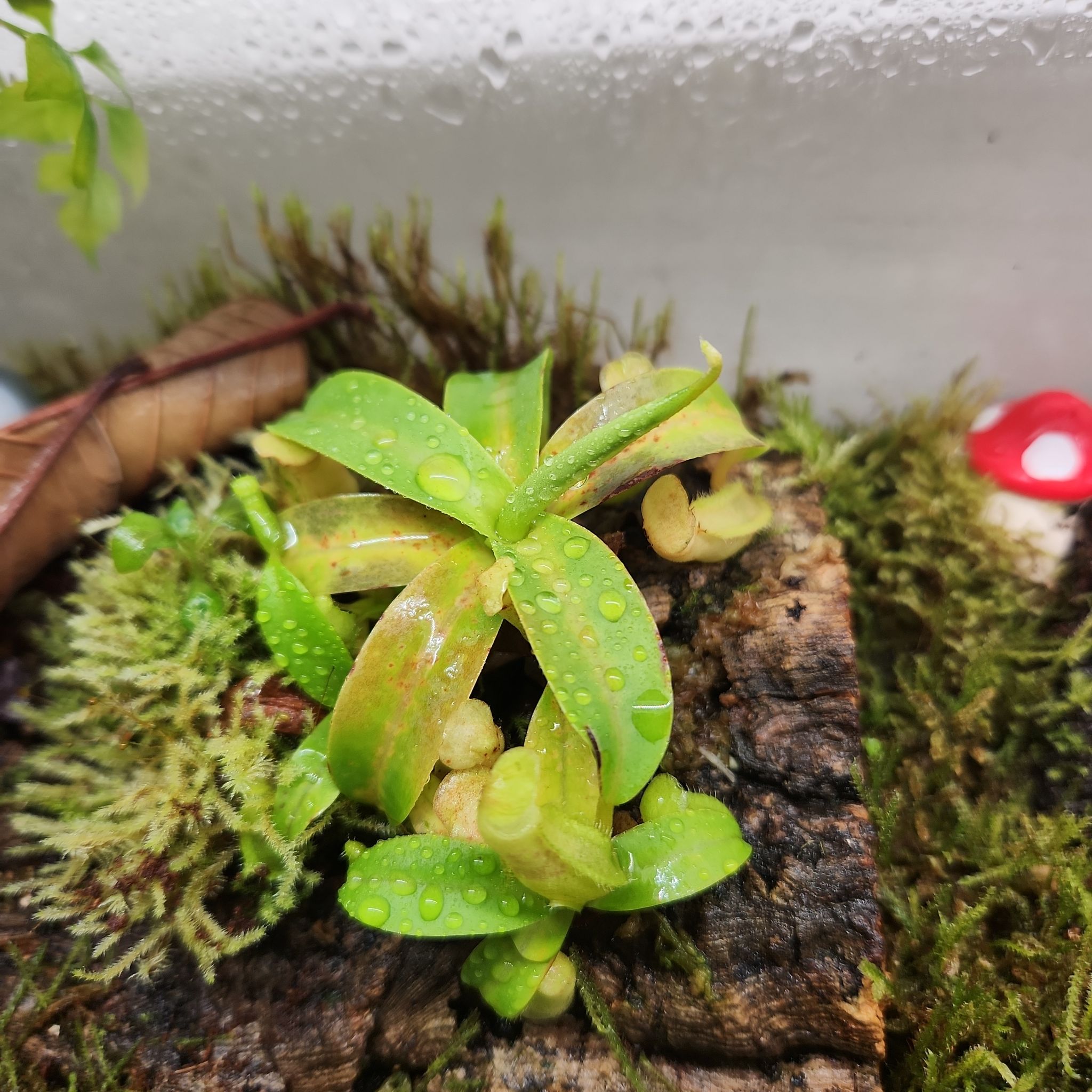 Photo of the plant species pitcher plant by @shopofhorrors named Nepenthes Thelma on Greg, the plant care app