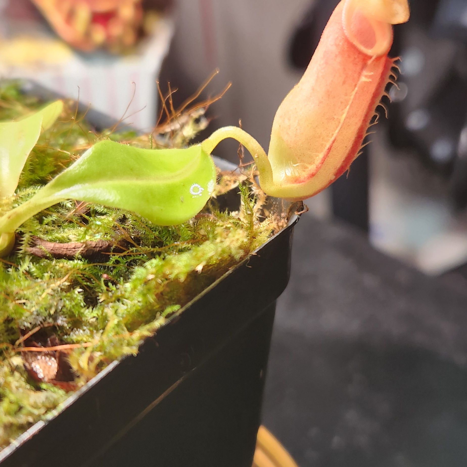 Photo of the plant species Nepenthes bicalcarata (Orange x Orange) by @shopofhorrors named Nepenthes bicalcarata Vampira on Greg, the plant care app