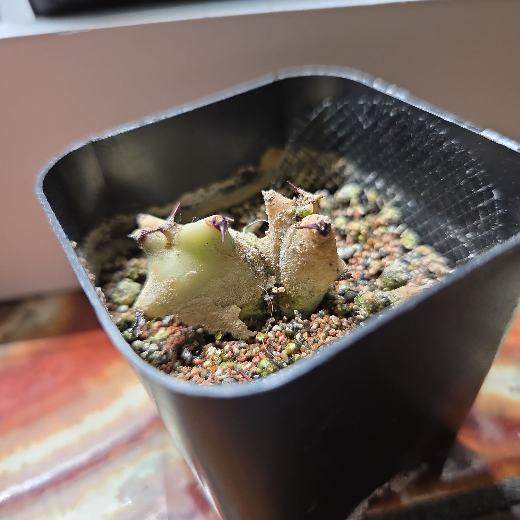 Photo of the plant species 'Ghost Cactus' by @shopofhorrors named Cactus casper cutting on Greg, the plant care app