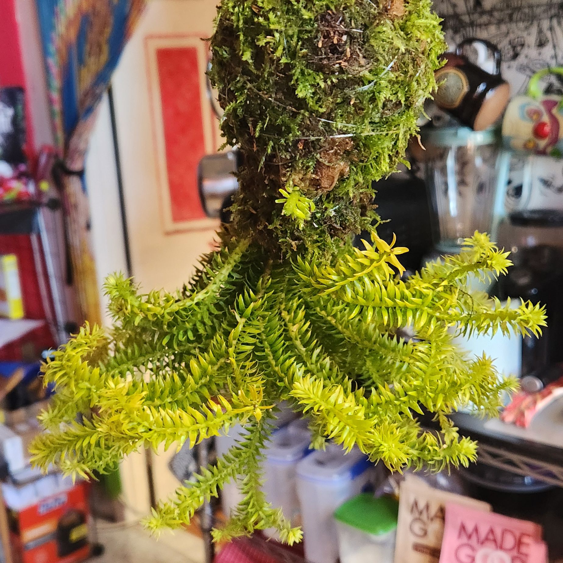 Photo of the plant species Huperzia taxifolia by @shopofhorrors named Huperzia Frankenplant on Greg, the plant care app