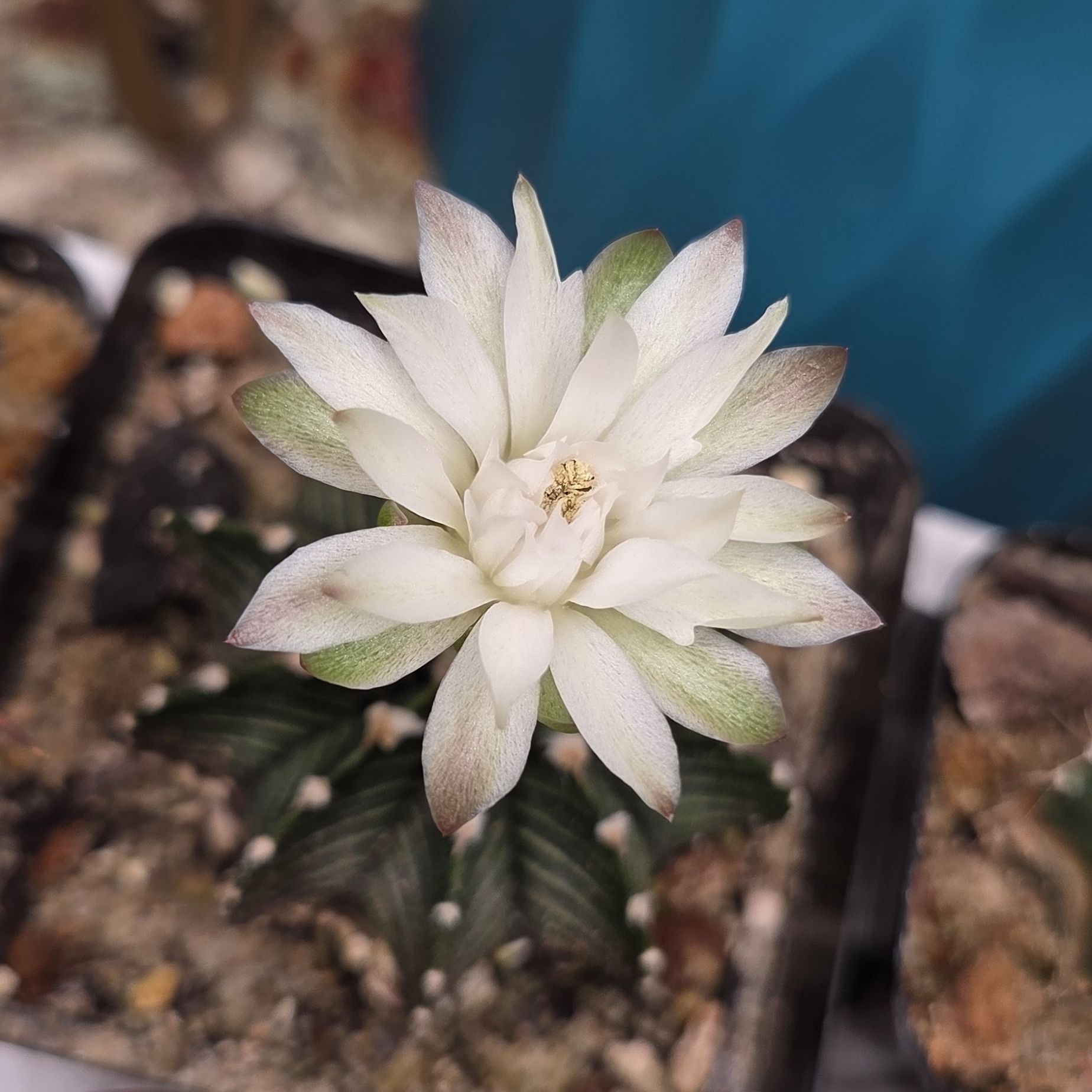 Photo of the plant species Gymnocalycium stenopleurum by @shopofhorrors named Cactus friedrichii on Greg, the plant care app
