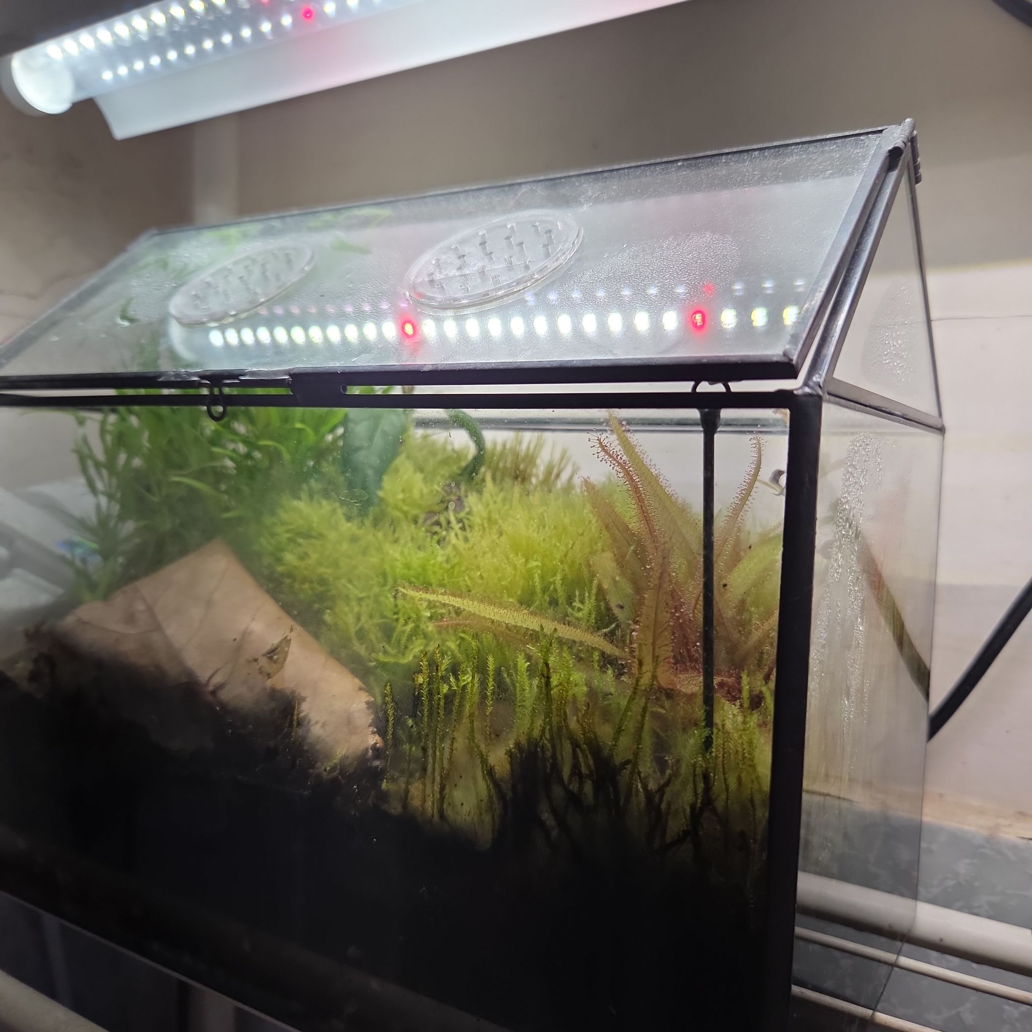 Photo of the plant species Lance-leaved Sundew by @shopofhorrors named Terrarium Aliens on Greg, the plant care app