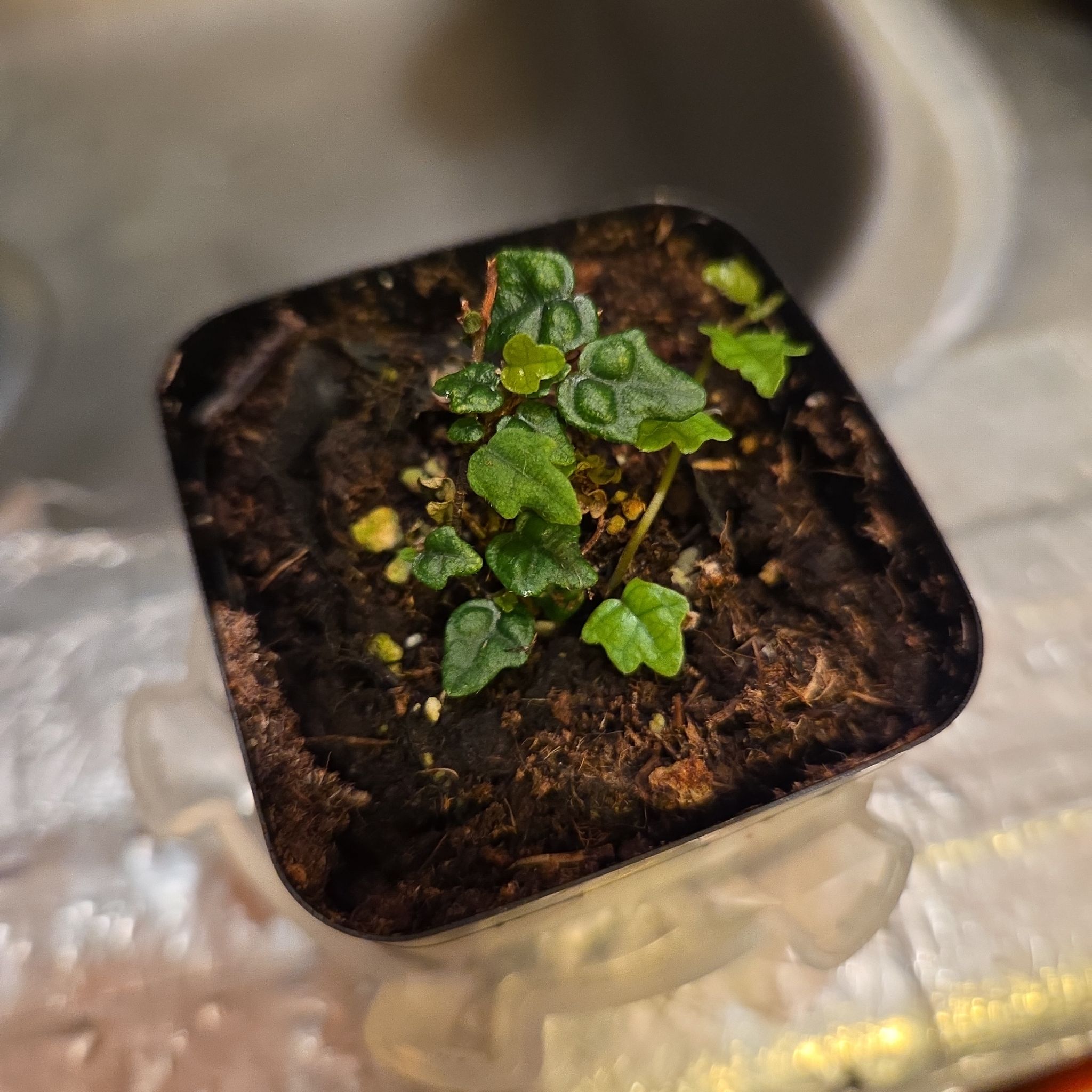 Photo of the plant species String of Frogs by @shopofhorrors named Babboo on Greg, the plant care app