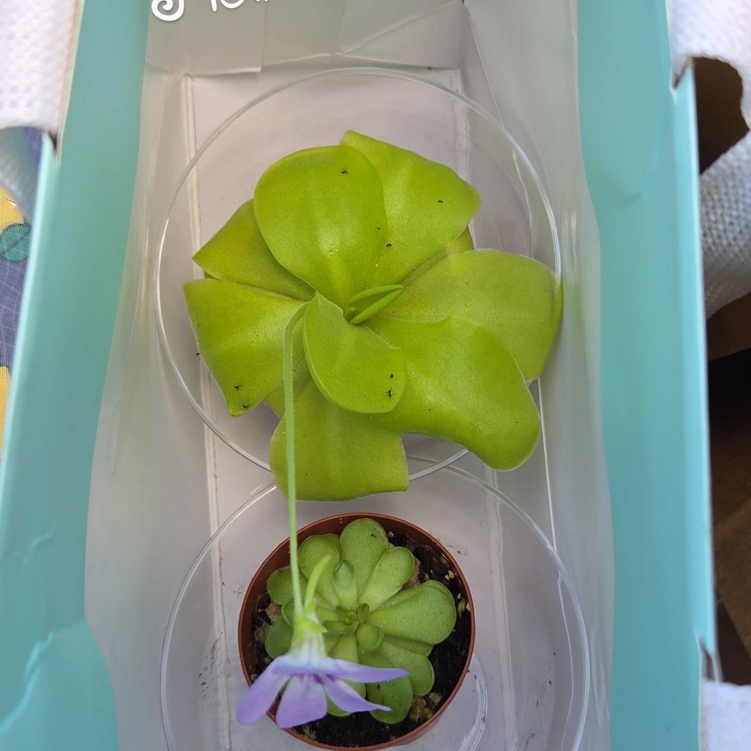 Photo of the plant species Mexican Butterwort by @shopofhorrors named Carnivorous Ping 1 & Ping 2 on Greg, the plant care app