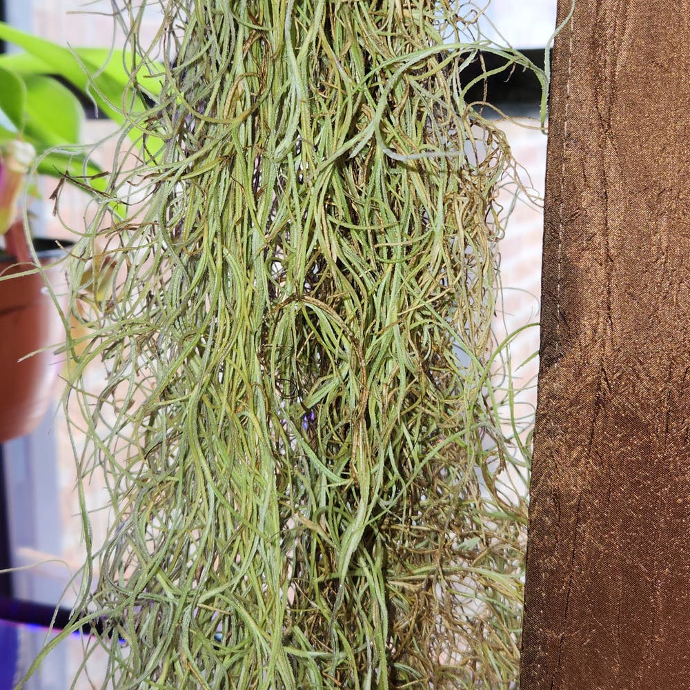 Houseplant guide: how to care for Spanish moss