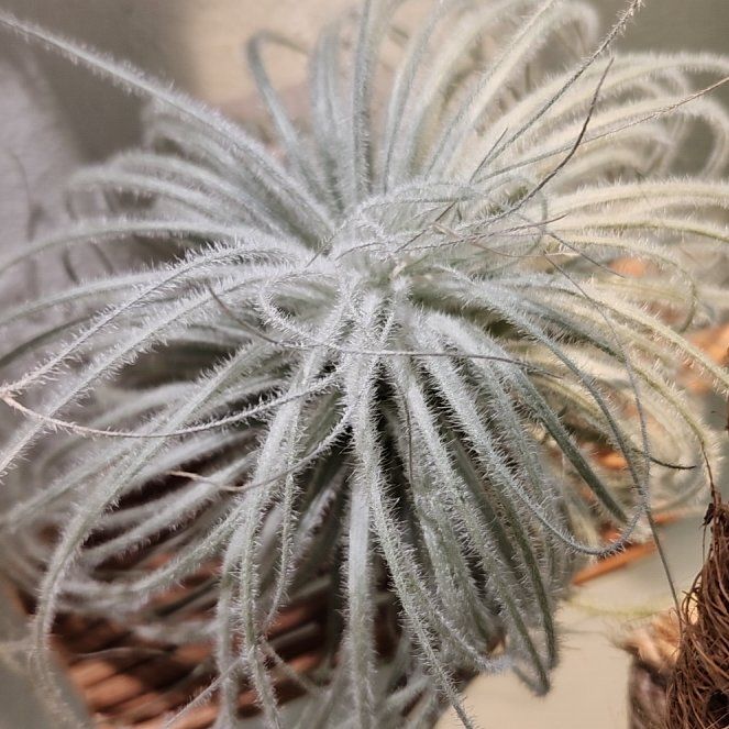 Photo of the plant species Tillandsia 'Snow' by @shopofhorrors named Airplant Elvira on Greg, the plant care app