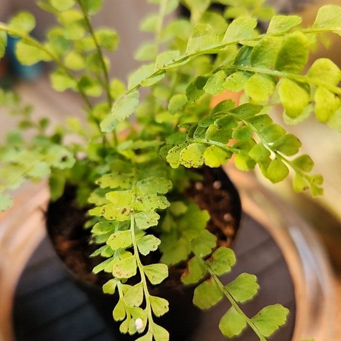 Photo of the plant species Green Spleenwort by @shopofhorrors named Fern fraggle on Greg, the plant care app