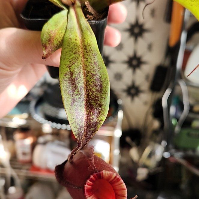 Photo of the plant species Nepenthes ventricosa Pitcher Plant by @shopofhorrors named Nepenthes ventricosa x Ampullaria Black Miracle on Greg, the plant care app