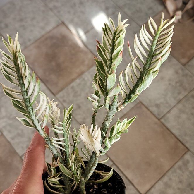 Photo of the plant species Variegated Devil's Backbone by @shopofhorrors named Cactus Euphorbia Bowser on Greg, the plant care app