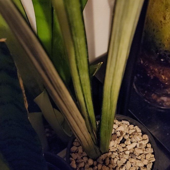 Photo of the plant species White Sansevieria by @shopofhorrors named Snake plant Bentel on Greg, the plant care app