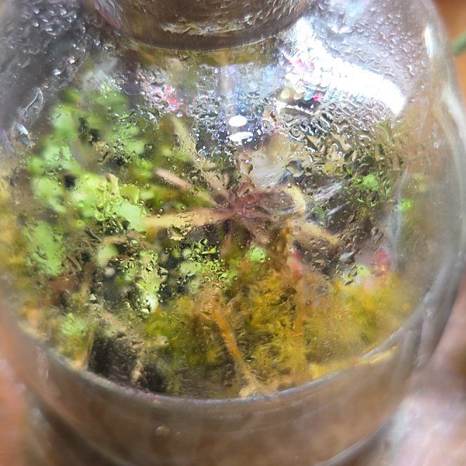 Photo of the plant species Lance-leaved Sundew by @shopofhorrors named Terrarium mini on Greg, the plant care app