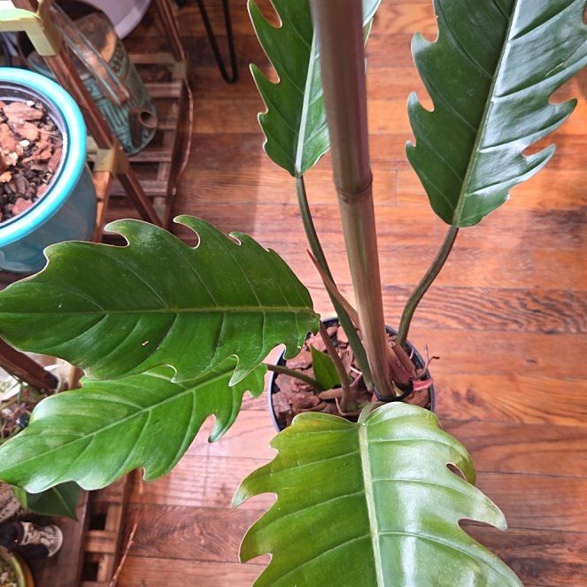 Photo of the plant species philodendron chocolate empress by @shopofhorrors named Philodendron Coco on Greg, the plant care app