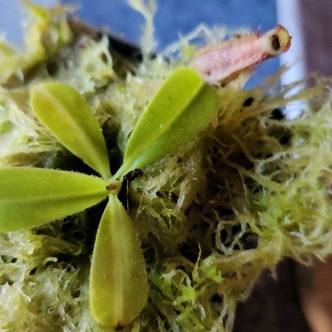 Photo of the plant species Nepenthes maxima by @shopofhorrors named Nepenthes veitchii x Maxima. Max on Greg, the plant care app