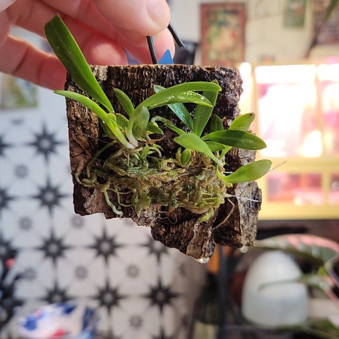 Photo of the plant species Masdevallia by @shopofhorrors named Orchid Discoidea on Greg, the plant care app