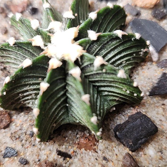 Photo of the plant species Gymnocalycium stenopleurum by @shopofhorrors named Cactus friedrichii on Greg, the plant care app