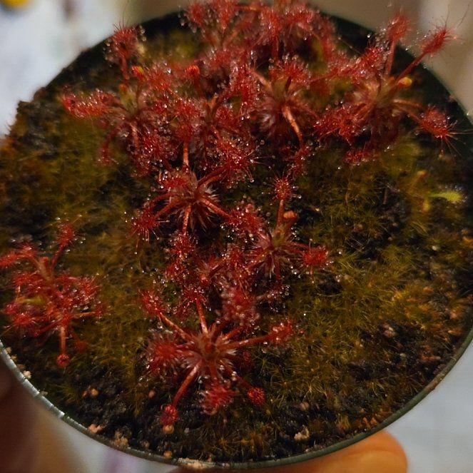 Photo of the plant species Oblong-Leaved Sundew by @shopofhorrors named Demi on Greg, the plant care app