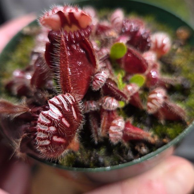 Photo of the plant species Australian Pitcher Plant by @shopofhorrors named Nepenthes Teddy Bear on Greg, the plant care app