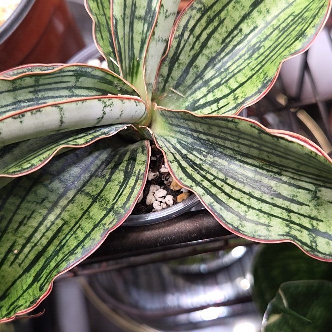 Photo of the plant species Sansevieria Cleopatra by @shopofhorrors named Snake plant Patra on Greg, the plant care app