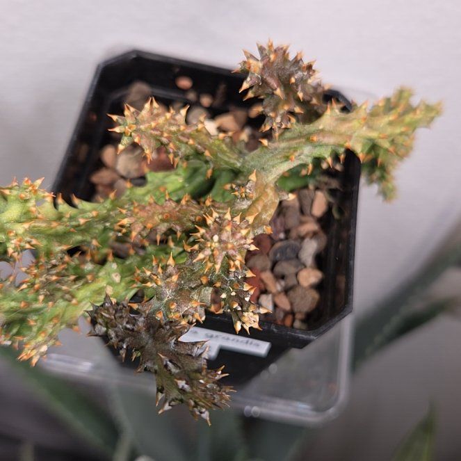 Photo of the plant species Persian Carpet Flower by @shopofhorrors named Cactus Ahura on Greg, the plant care app