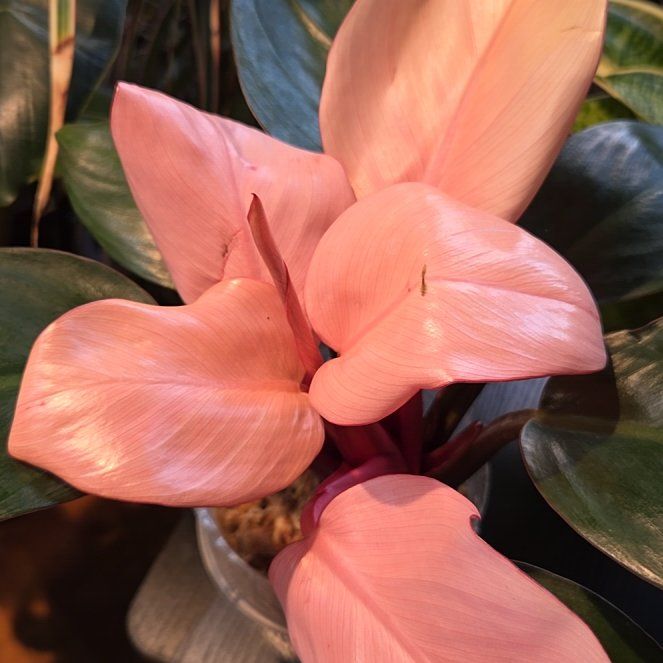 Photo of the plant species Philodendron Pink Congo by @shopofhorrors named Philodendron pink panther on Greg, the plant care app
